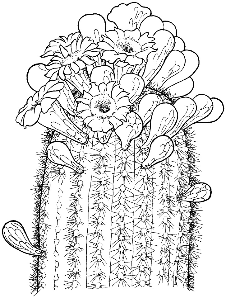 Coloriage Fleur de Saguaro