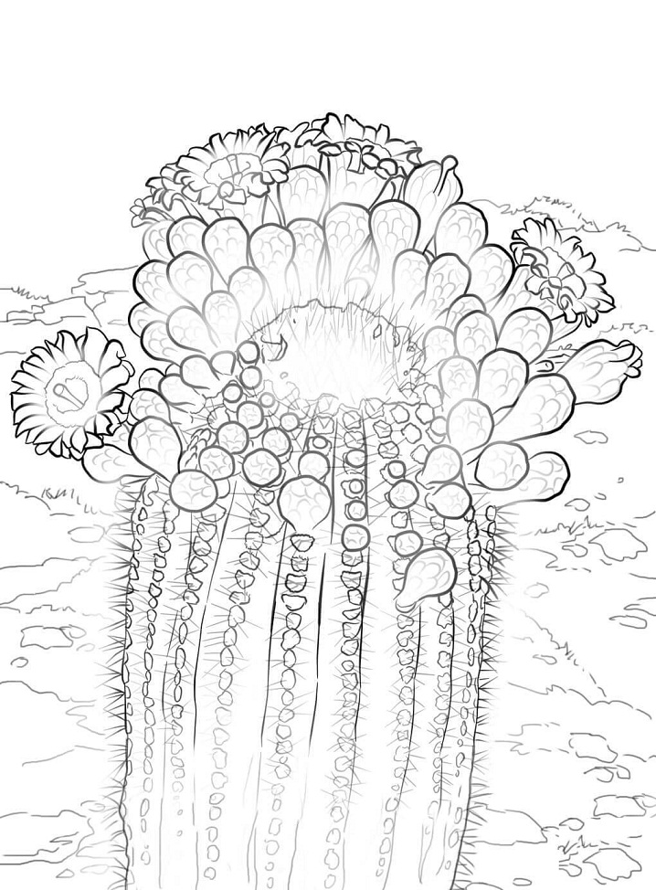 Coloriage Cactus Saguaro Fleuri