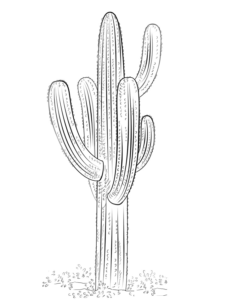 Coloriage Cactus Saguaro