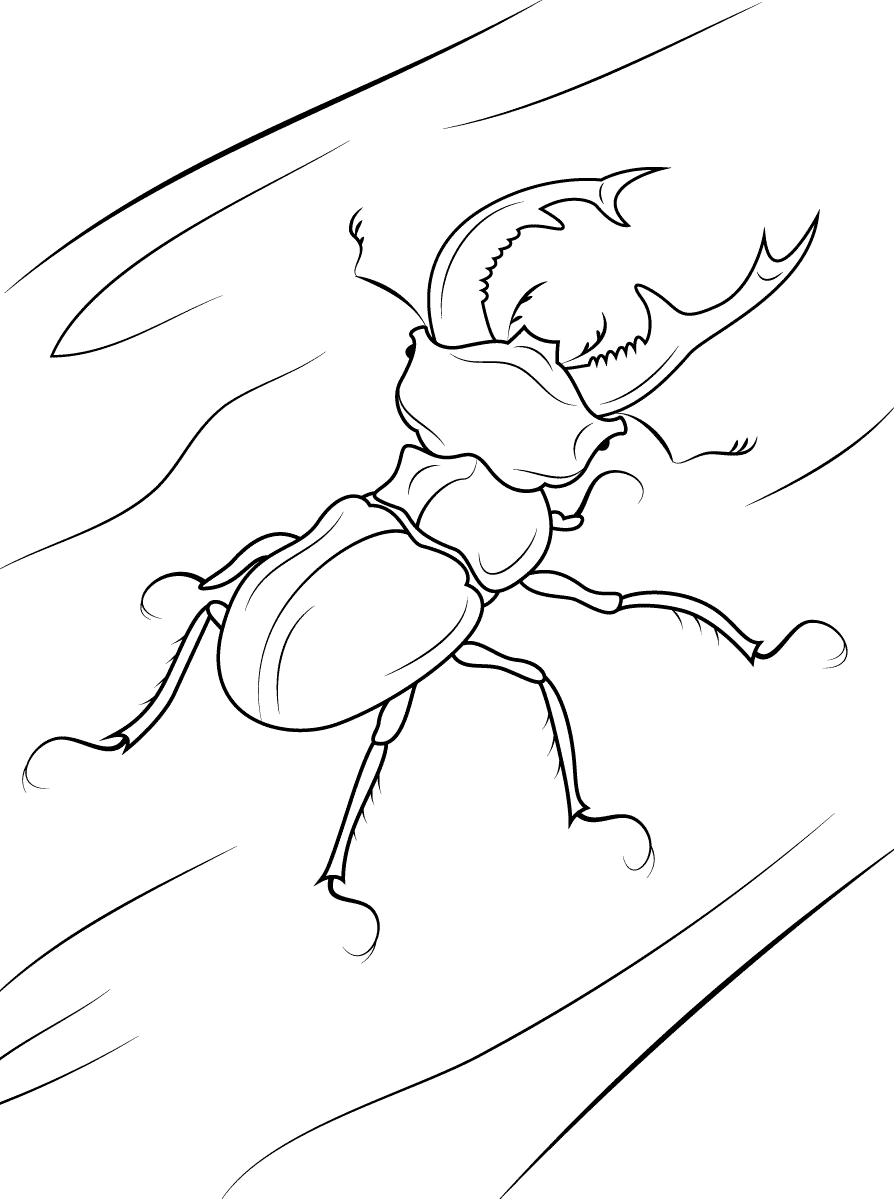 Coloriage Lucanes