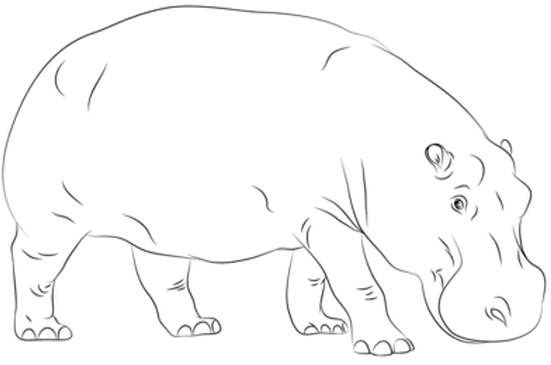 Coloriage Un Hippopotamidae à imprimer