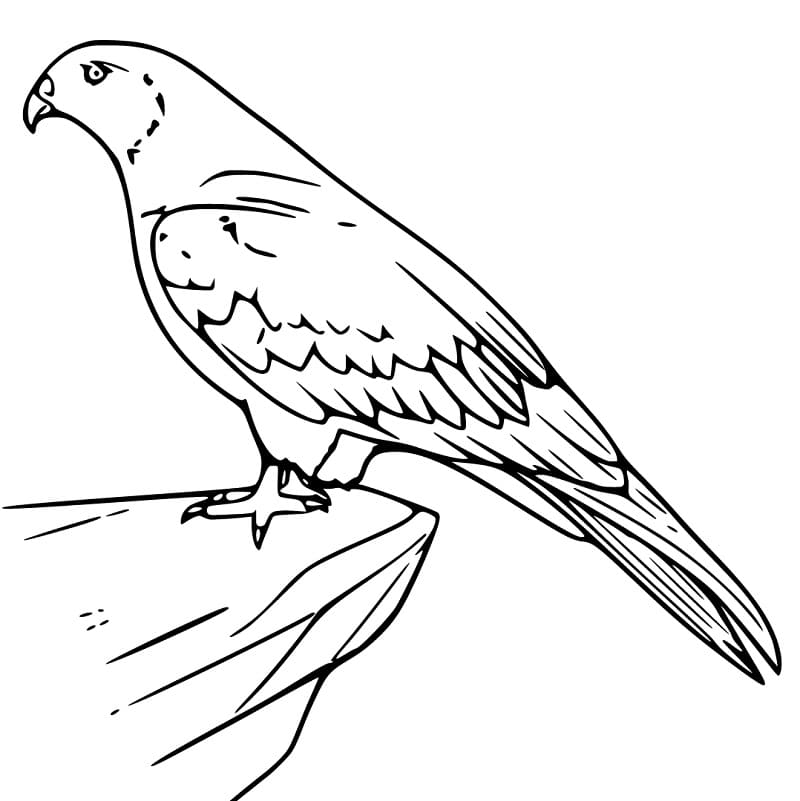 Coloriage Cerf-volant oiseau sur un Rocher à imprimer