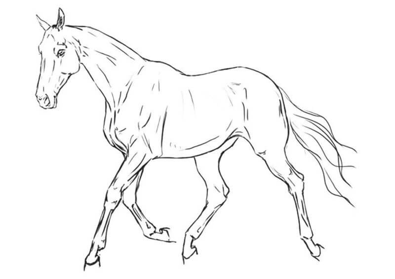 Coloriage Cheval fort