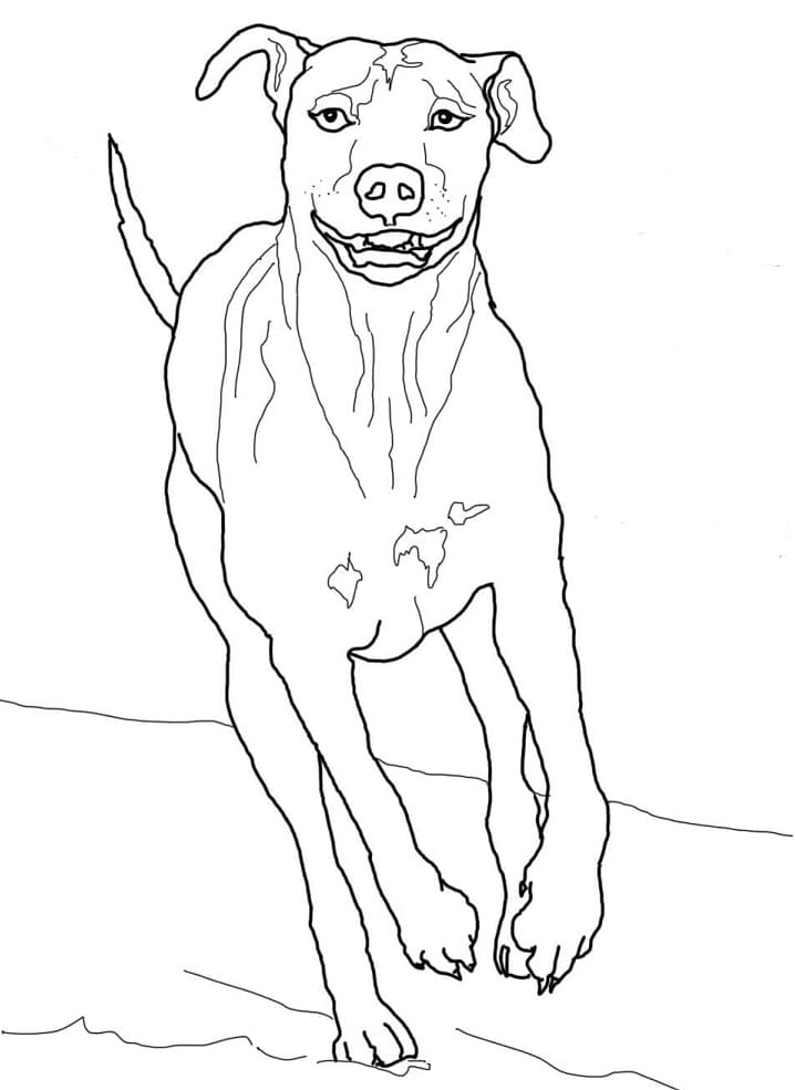 Coloriage chien de rhodésie à crête dorsale