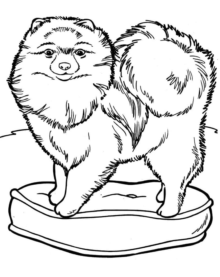Coloriage chow chow