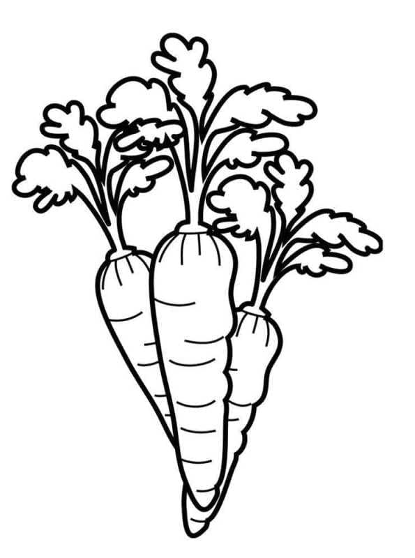 Coloriage Dessin Trois carottes à imprimer