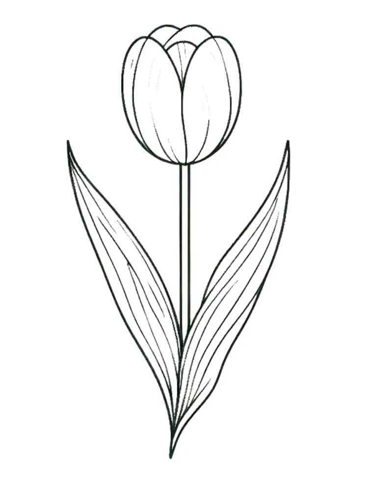 Coloriage Dessiner image de Tulipe à imprimer