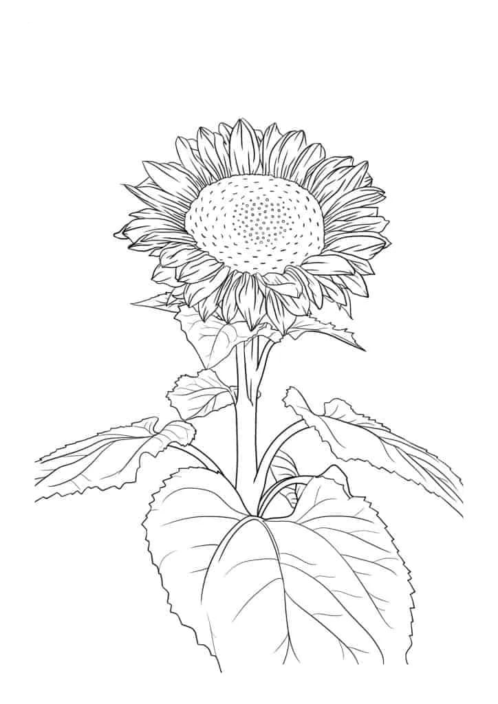 Coloriage Dessiner tournesol imprimer gratuite à imprimer