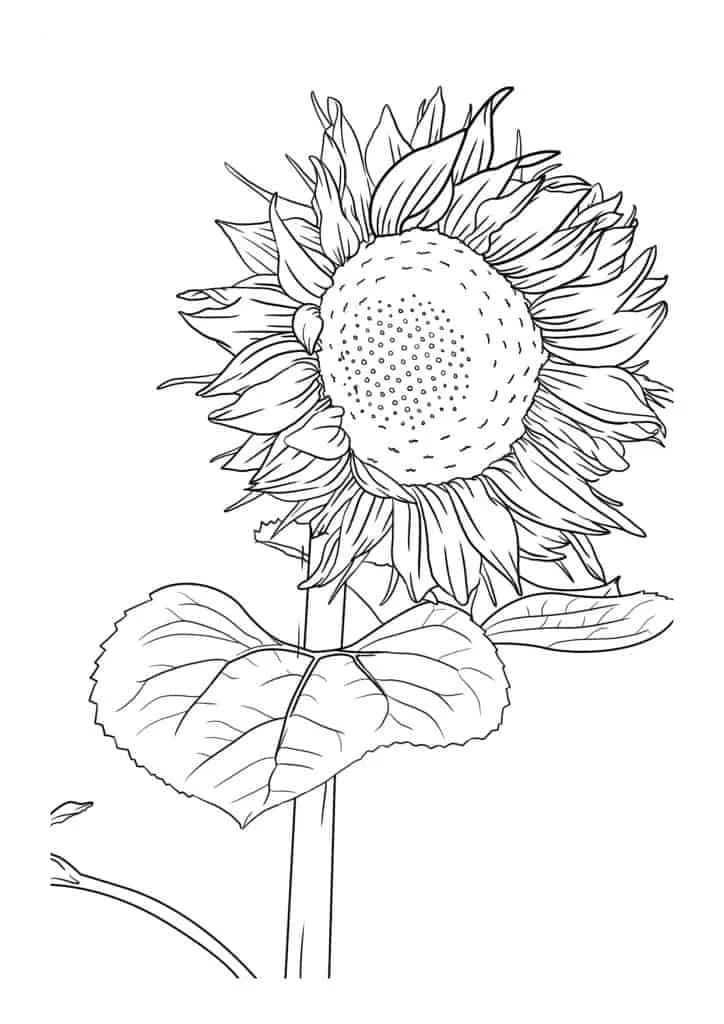 Coloriage Dessiner tournesol pour les enfants à imprimer