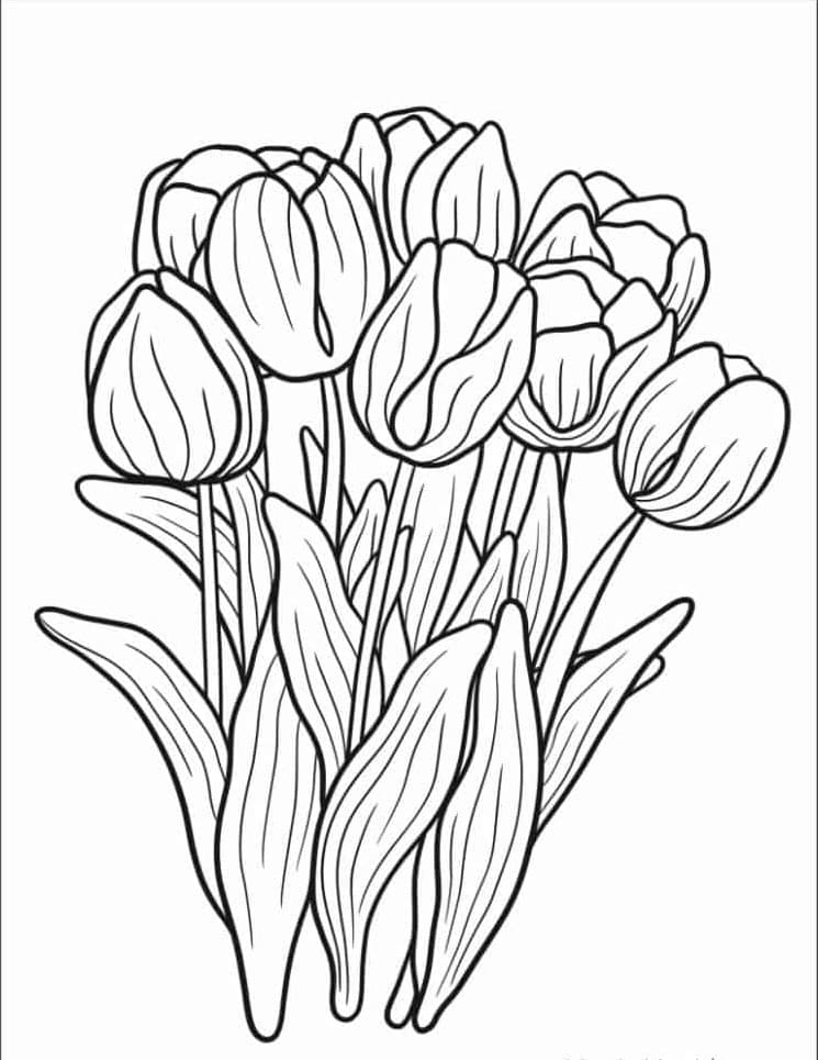 Coloriage Dessiner Tulipe gratuite à imprimer