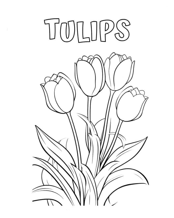 Coloriage Dessiner Tulipe imprimable à imprimer