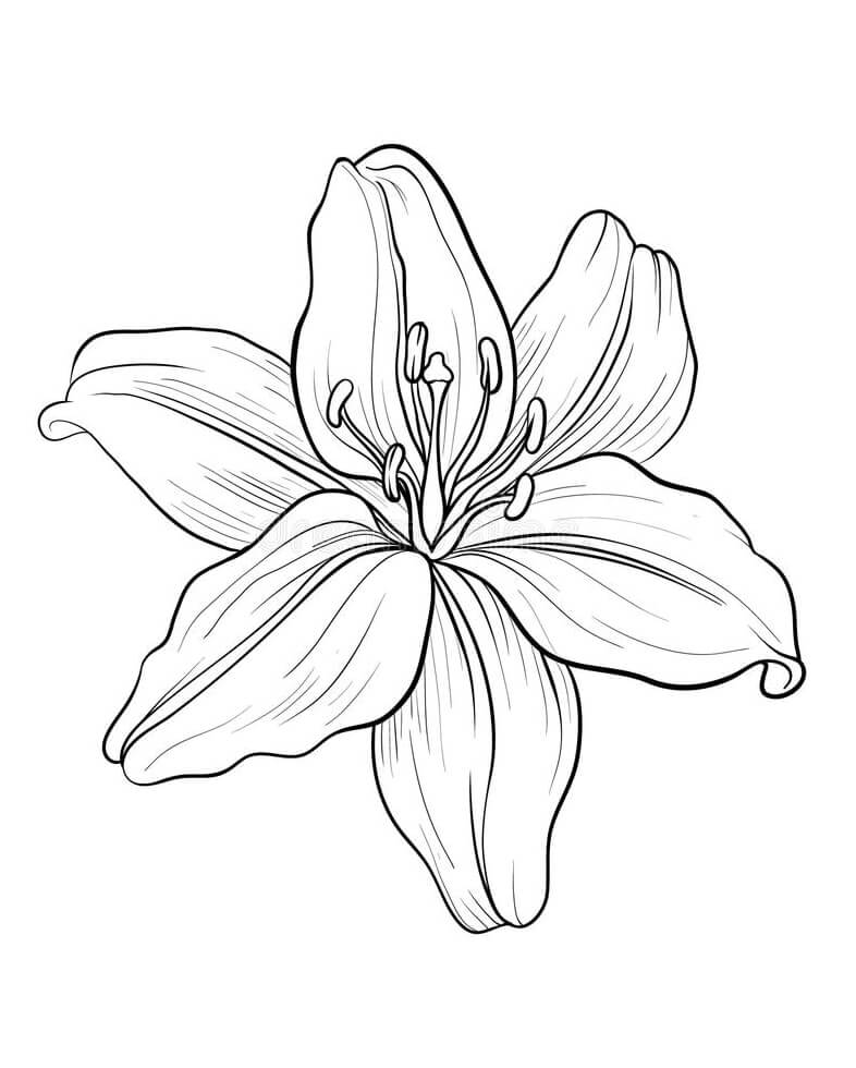 Coloriage Fleur de lys 1 à imprimer