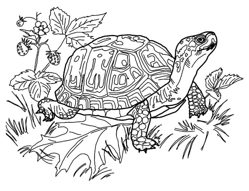 Coloriage Grosse tortue à imprimer