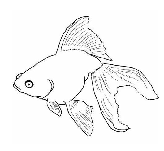 Coloriage Imprimer le poisson