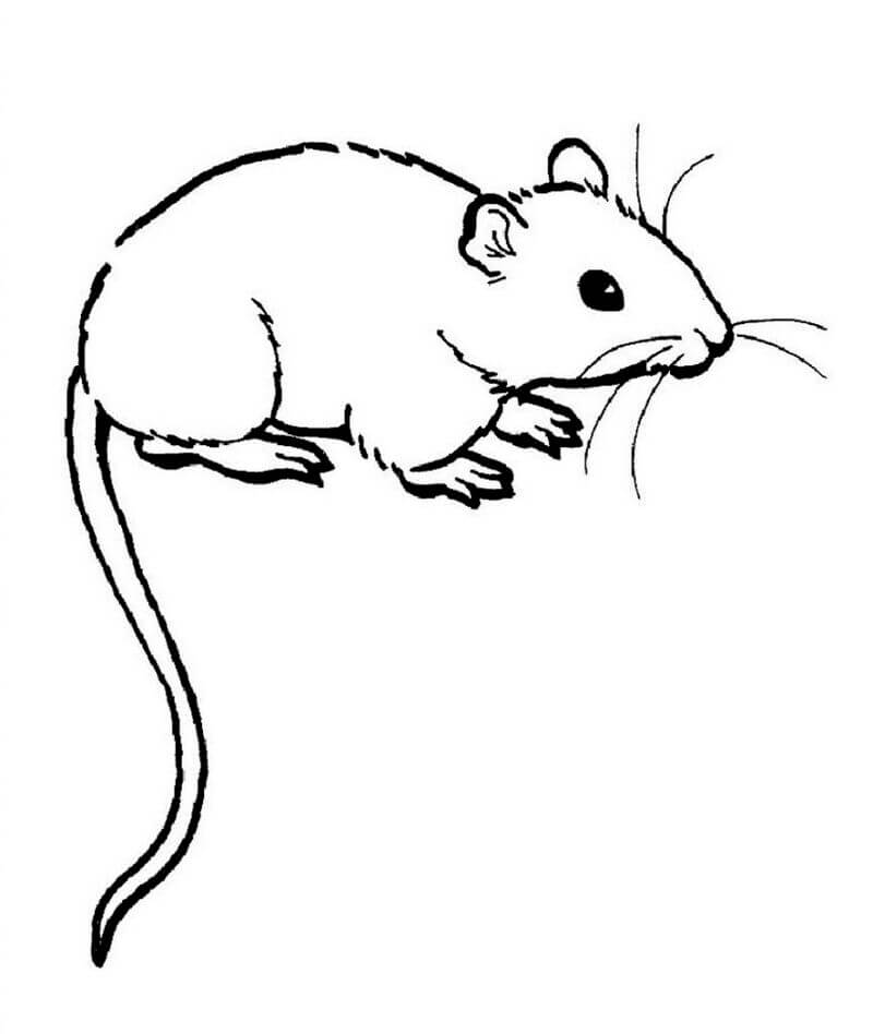 Coloriage Le Rat à longue queue à imprimer