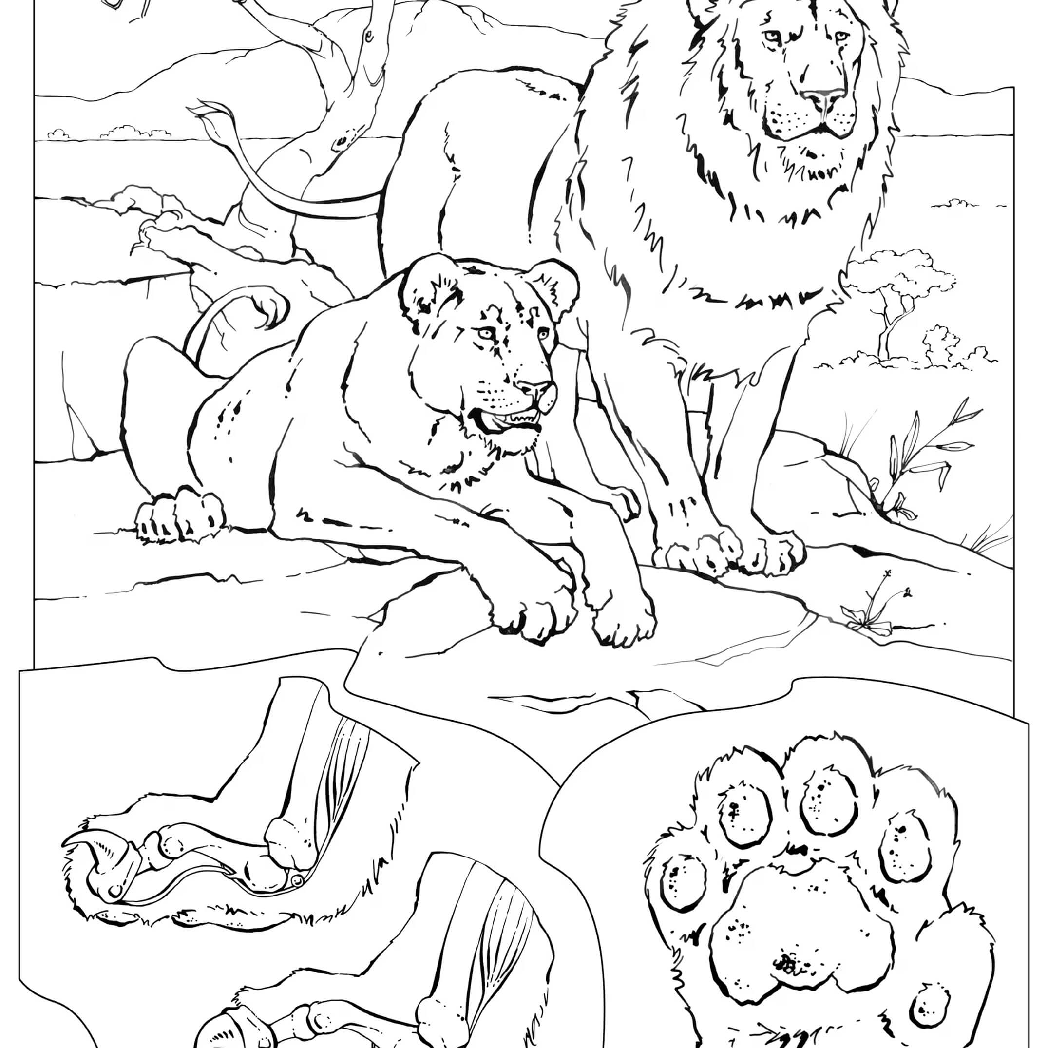 Coloriage Lion incroyable