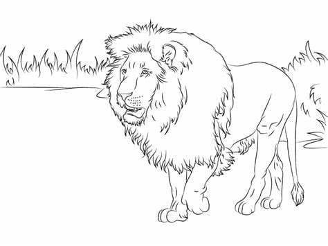 Coloriage Lion parfait