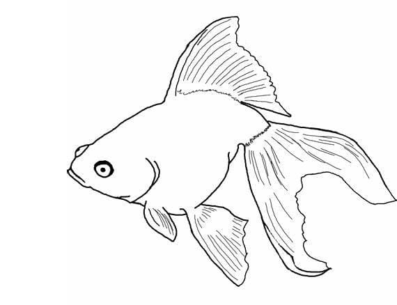 Coloriage Poisson à imprimer gratuitement à imprimer