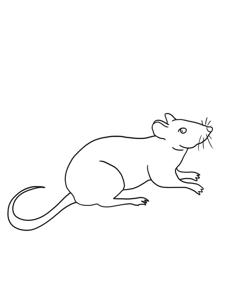 Coloriage Rat libre à imprimer