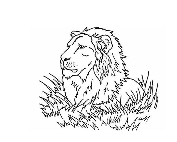 Coloriage Tête de lion