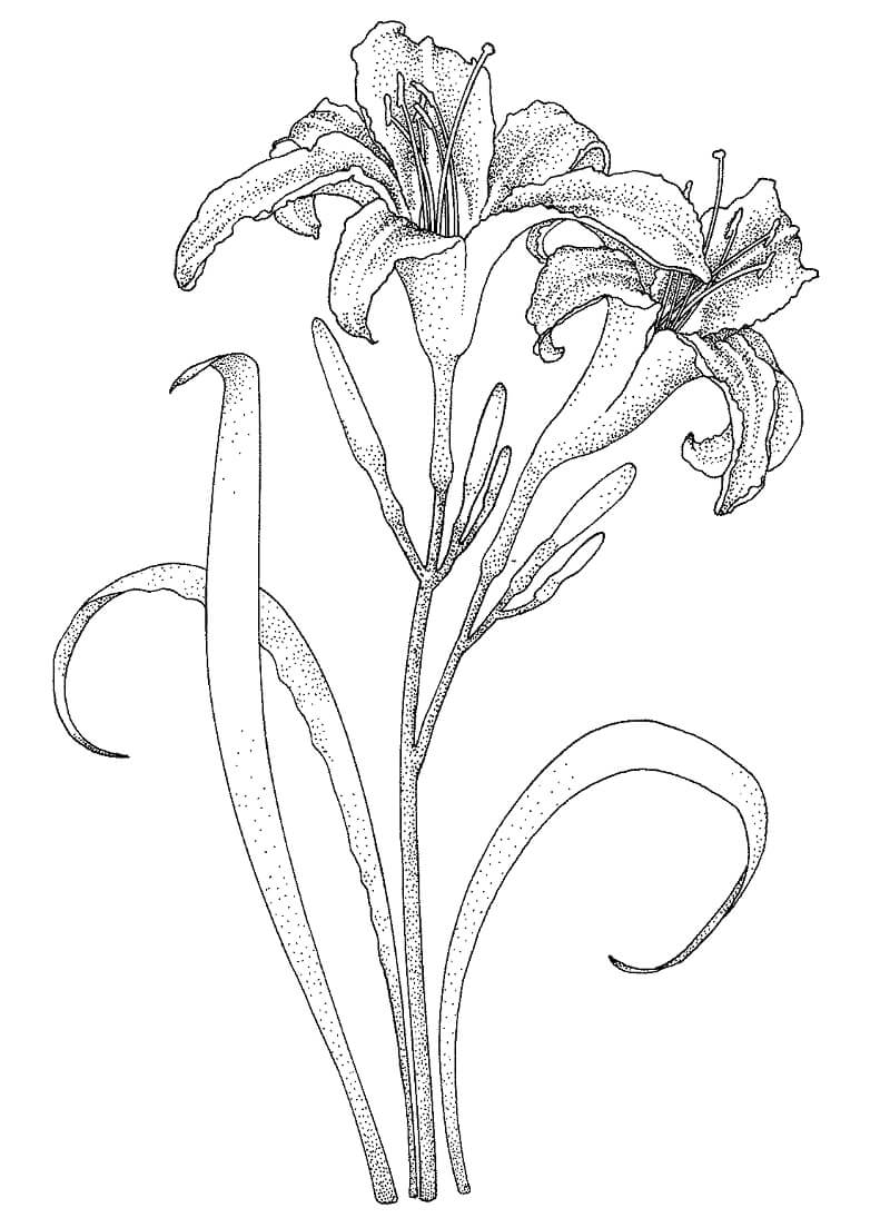 Coloriage Tige de lys avec deux fleurs à imprimer