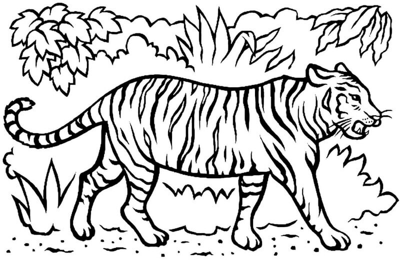 Coloriage Tigre incroyable à imprimer