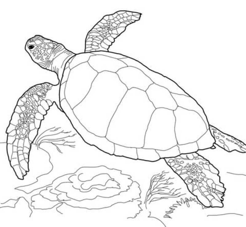 Coloriage Tortue caouanne