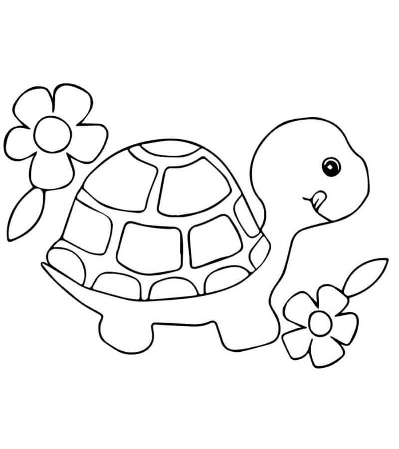Coloriage Tortue normale