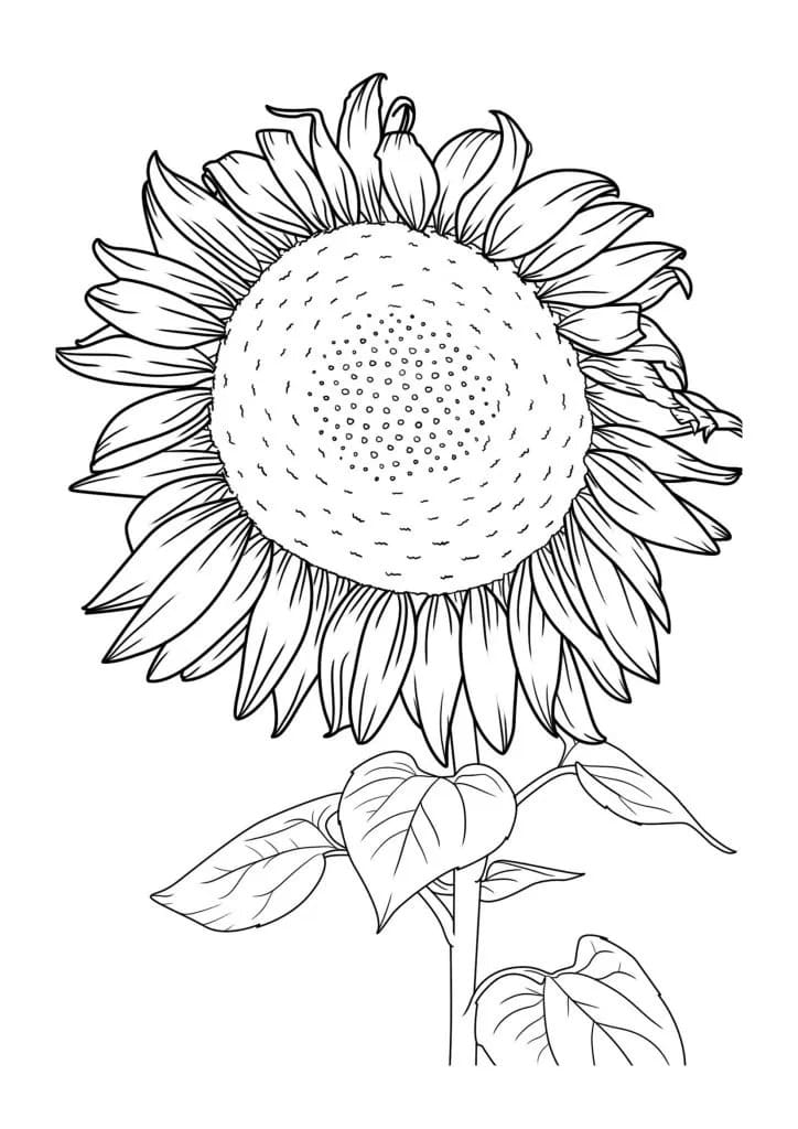 Coloriage Tournesol très simple à imprimer