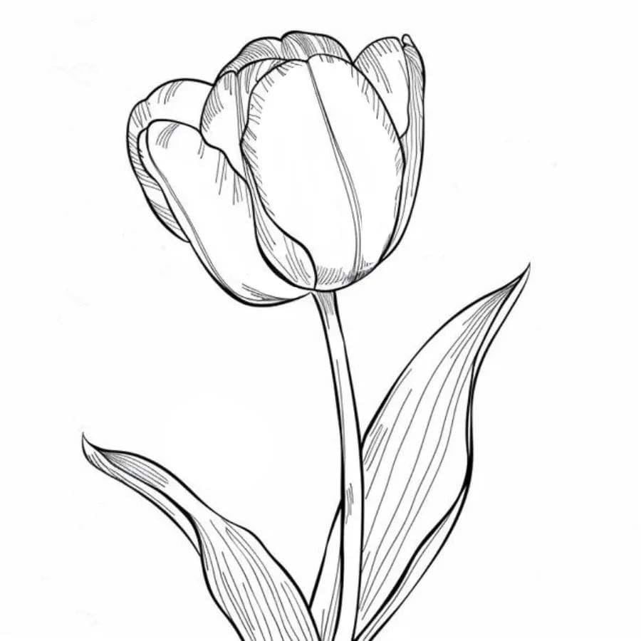 Coloriage Tulipe 1 à imprimer