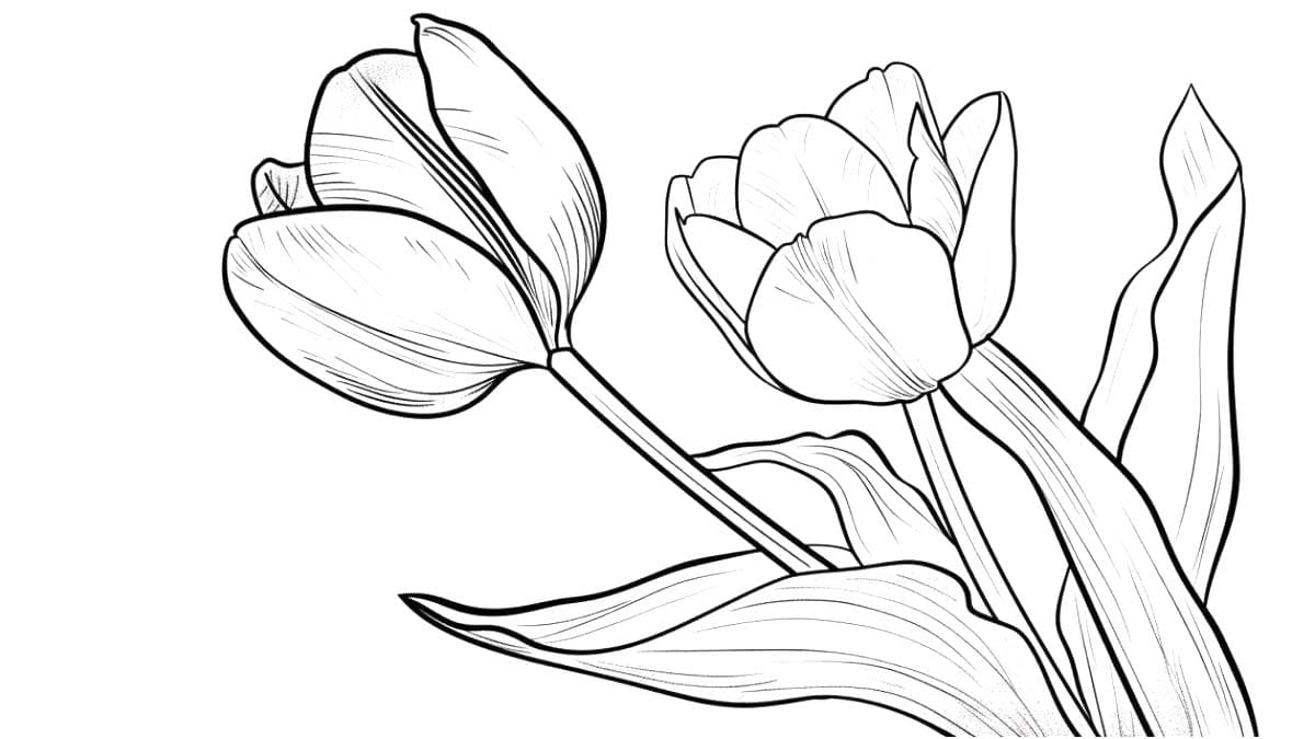 Coloriage Tulipe 2 à imprimer