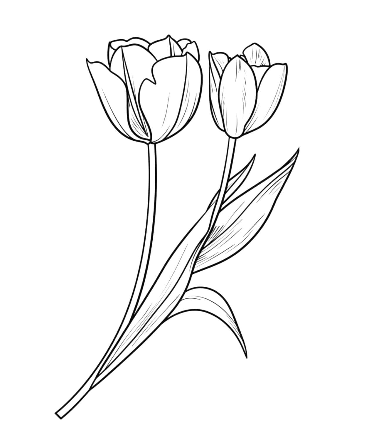 Coloriage Tulipe 4 à imprimer