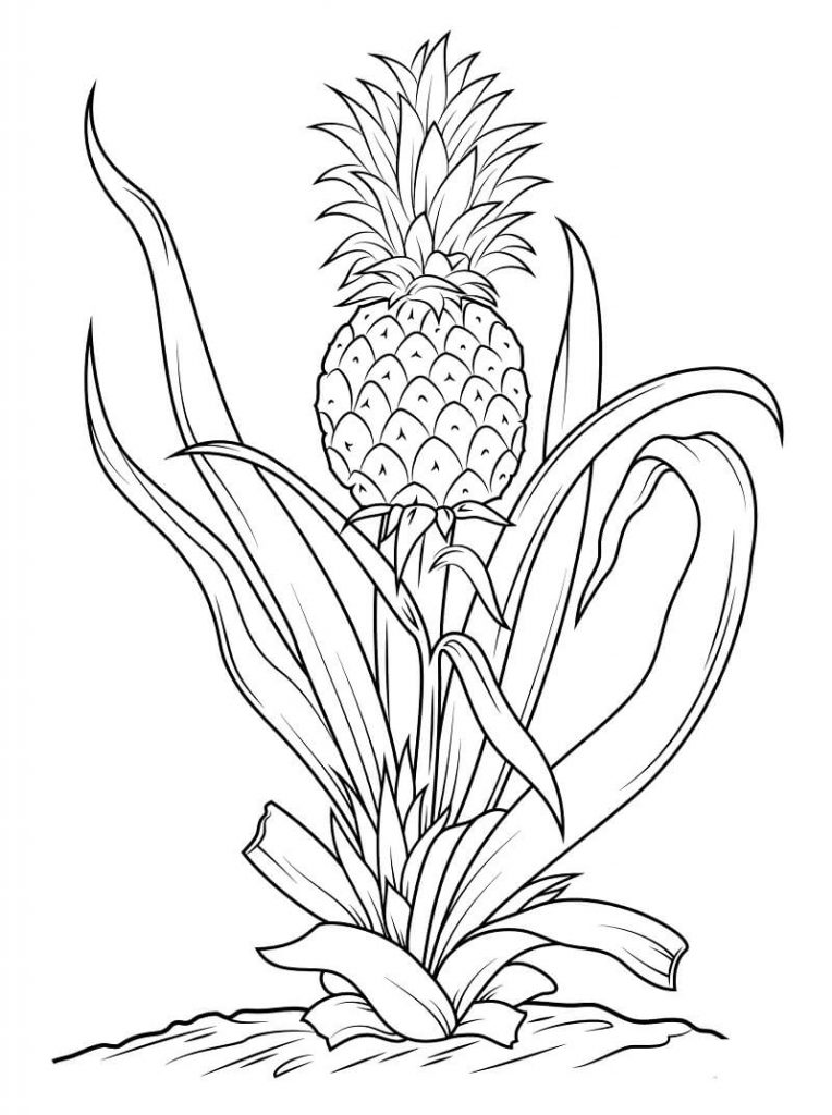 Coloriage Ananas normal 3 à imprimer