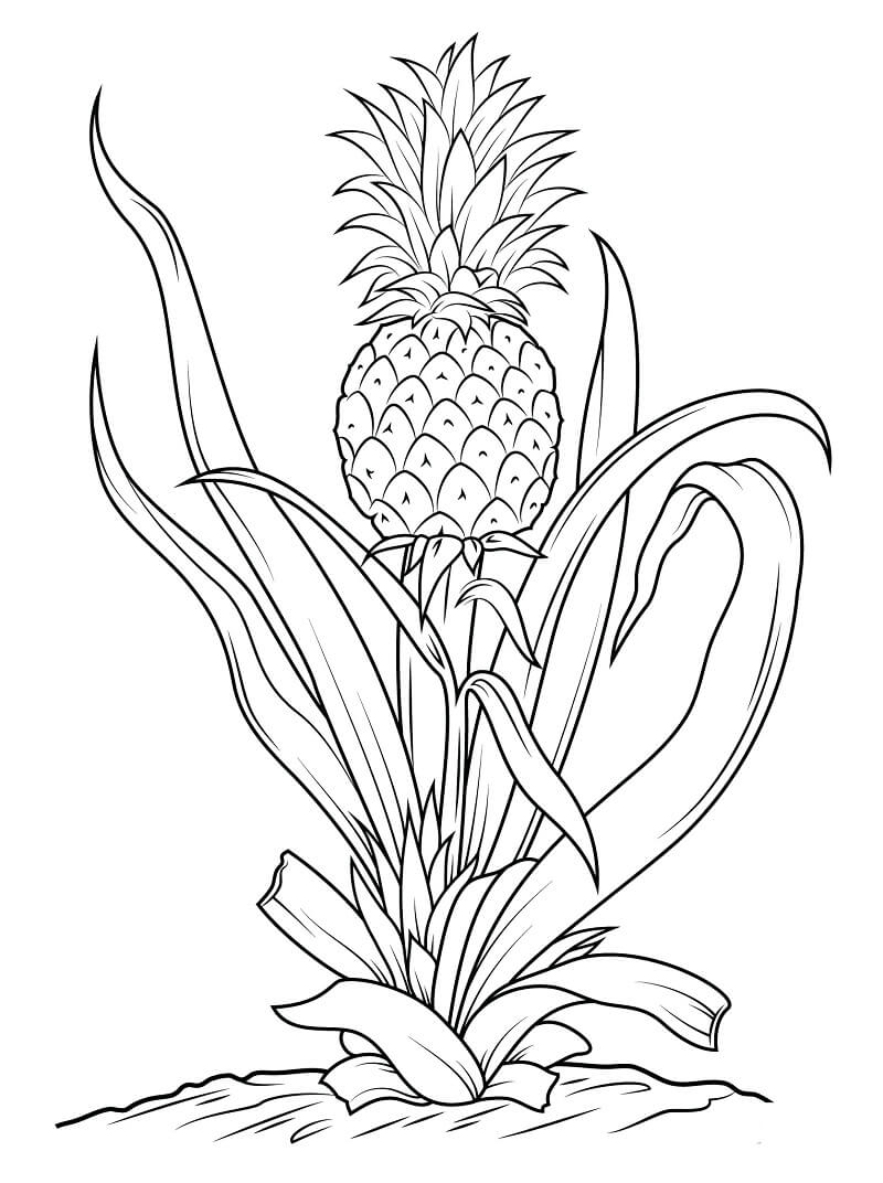 Coloriage Ananas normal 3