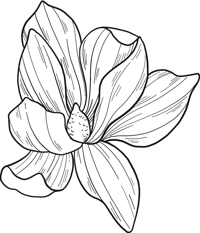 Coloriage Fleur de Magnolia 1 à imprimer