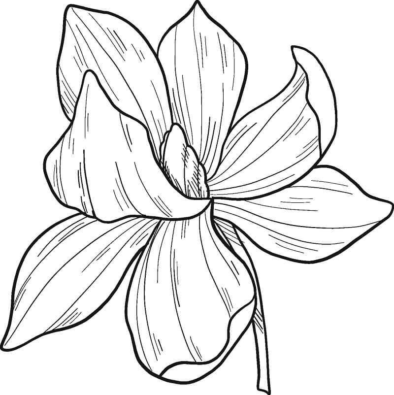 Coloriage Fleur de Magnolia 10 à imprimer