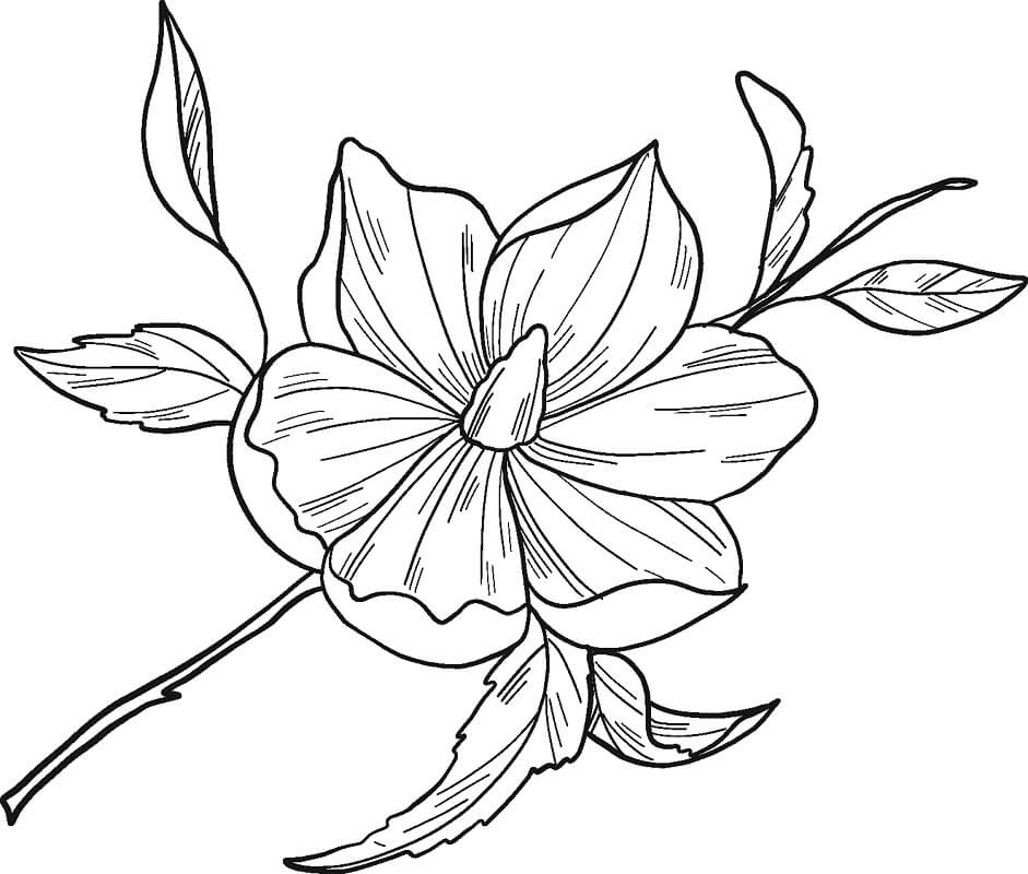 Coloriage Fleur de Magnolia 11 à imprimer