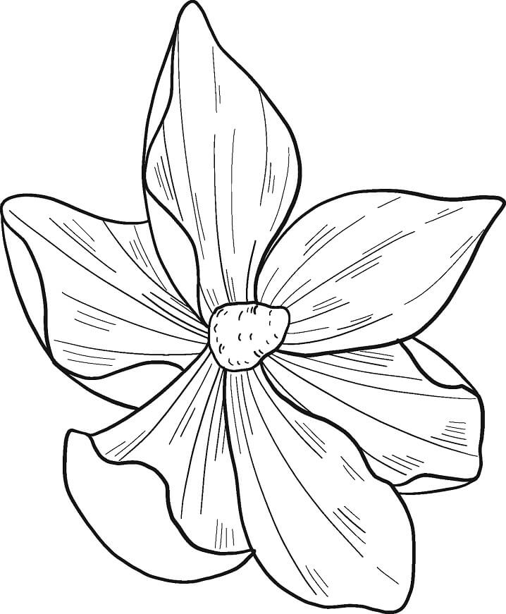 Coloriage Fleur de Magnolia 12 à imprimer