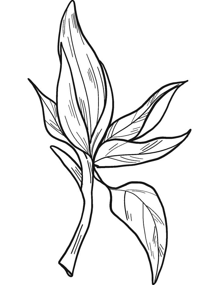 Coloriage Fleur de Magnolia 13 à imprimer