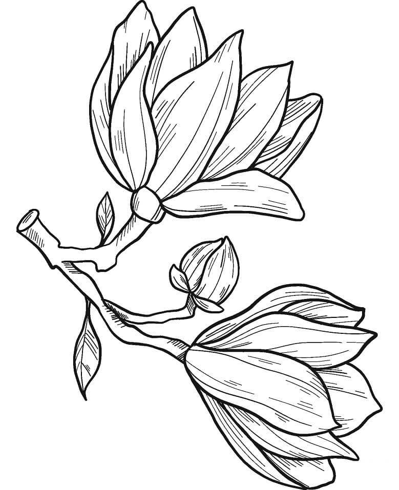 Coloriage Fleur de Magnolia 14 à imprimer