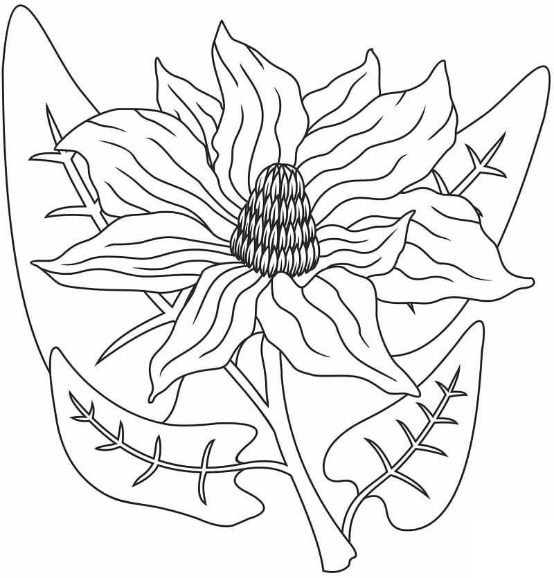 Coloriage Fleur de Magnolia 15 à imprimer