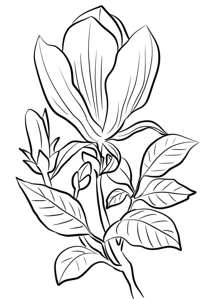 Coloriage Fleur de Magnolia 16 à imprimer