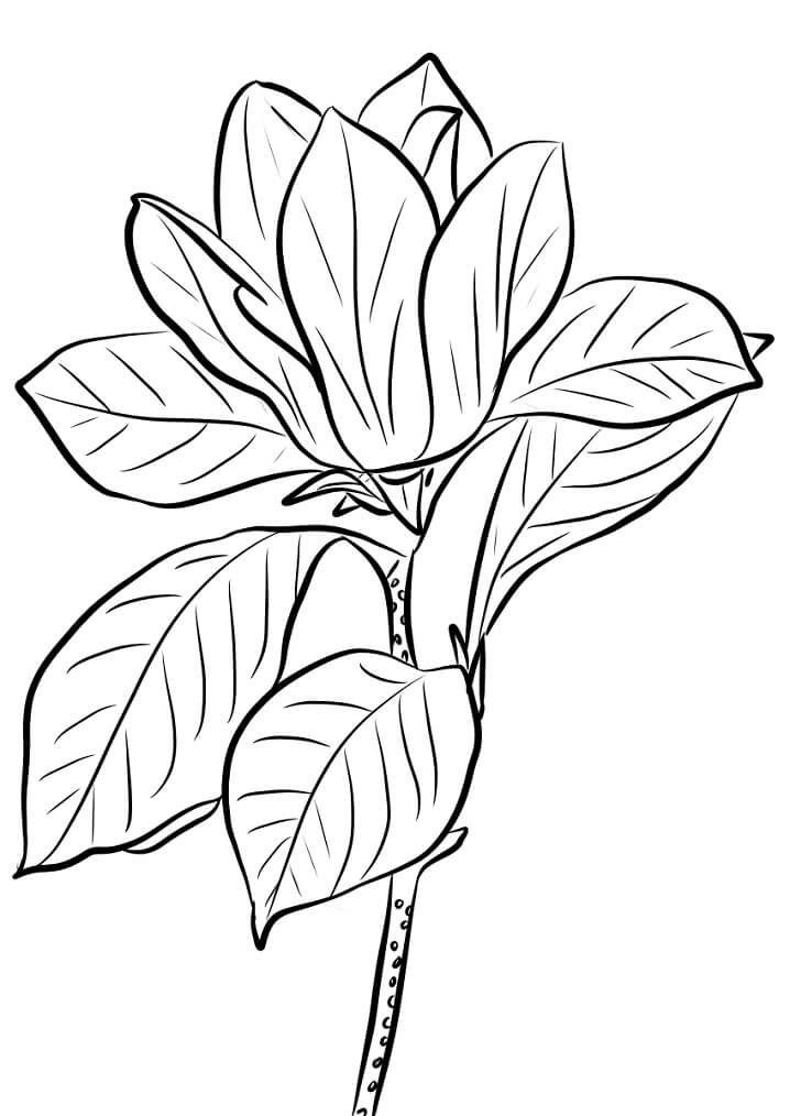 Coloriage Fleur de Magnolia 17 à imprimer