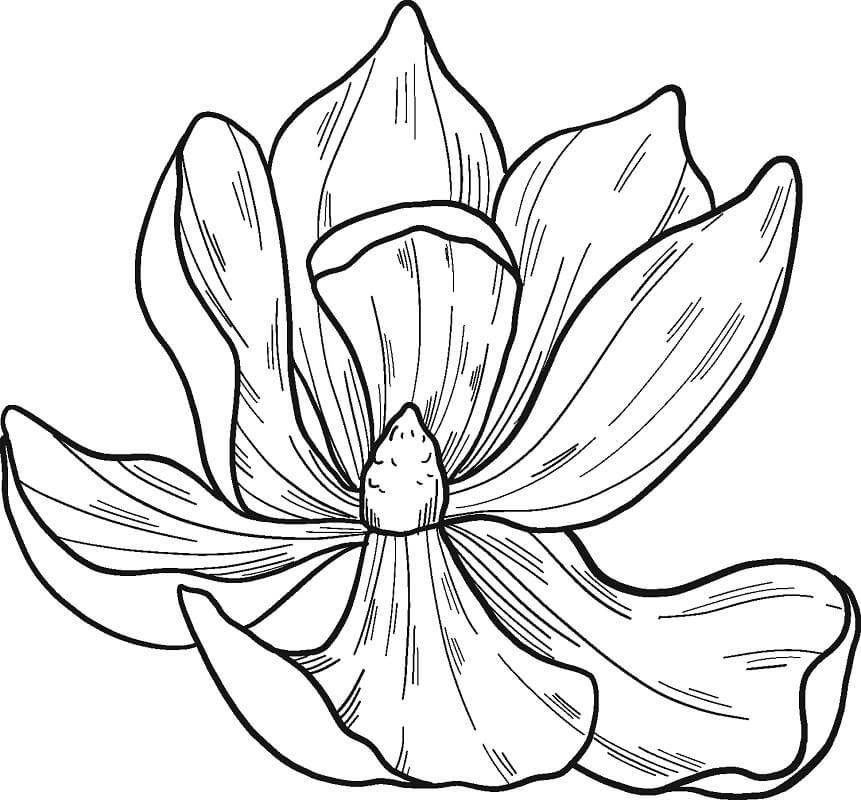 Coloriage Fleur de Magnolia 2 à imprimer