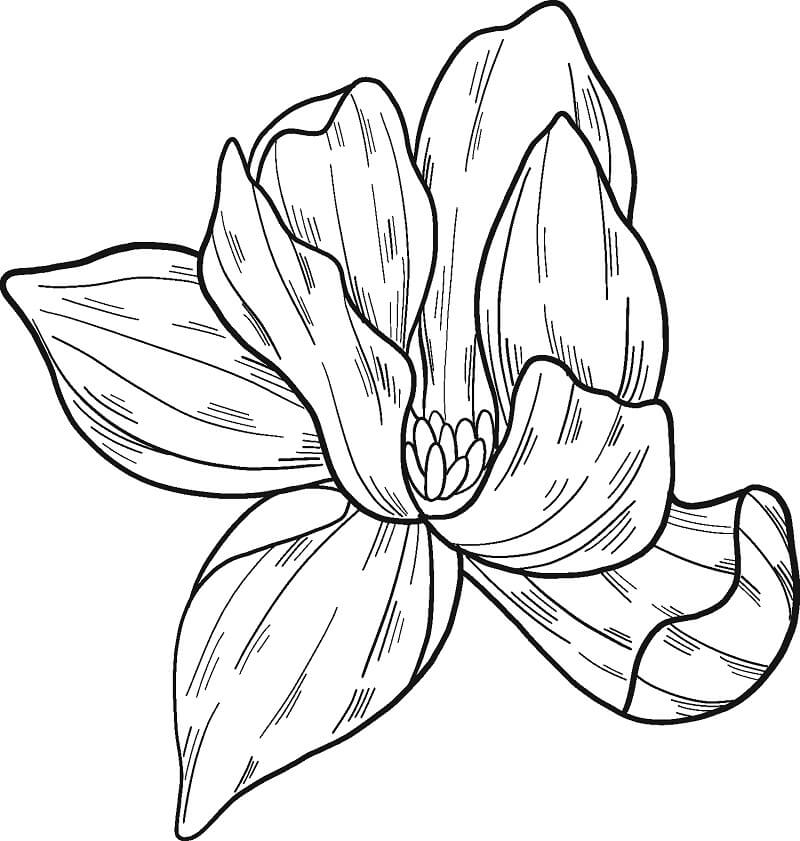 Coloriage Fleur de Magnolia 4 à imprimer