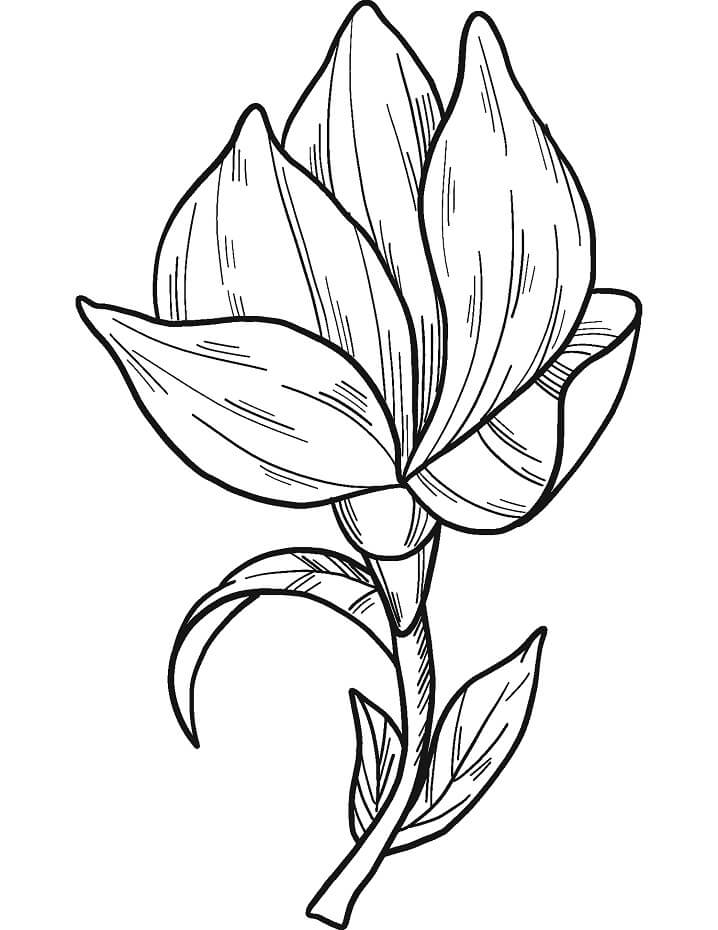 Coloriage Fleur de Magnolia 6 à imprimer