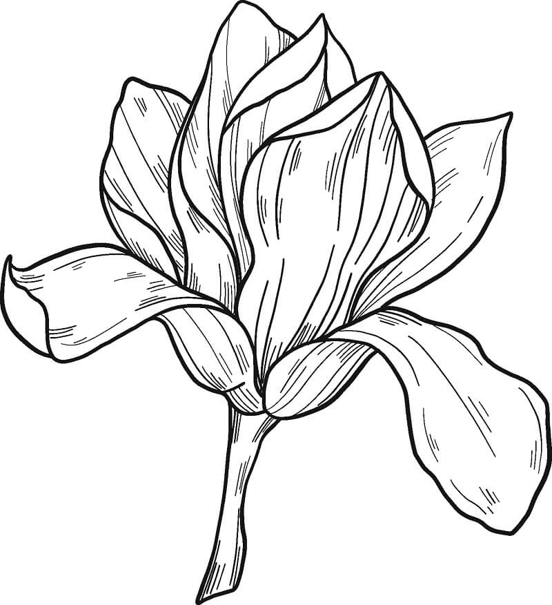 Coloriage Fleur de Magnolia 9 à imprimer