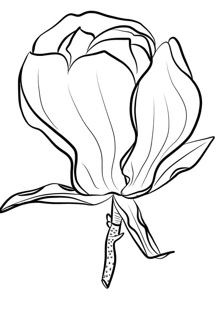 Coloriage Magnolia de Soulange à imprimer