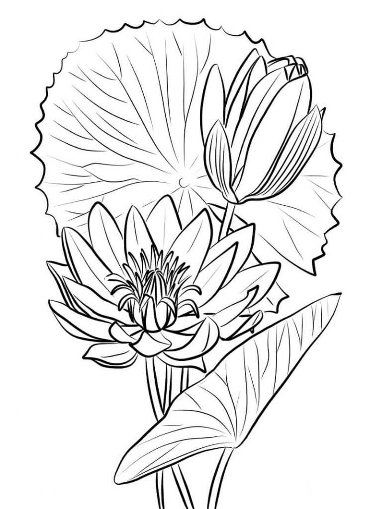 Coloriage Beau Nénuphar 2 à imprimer