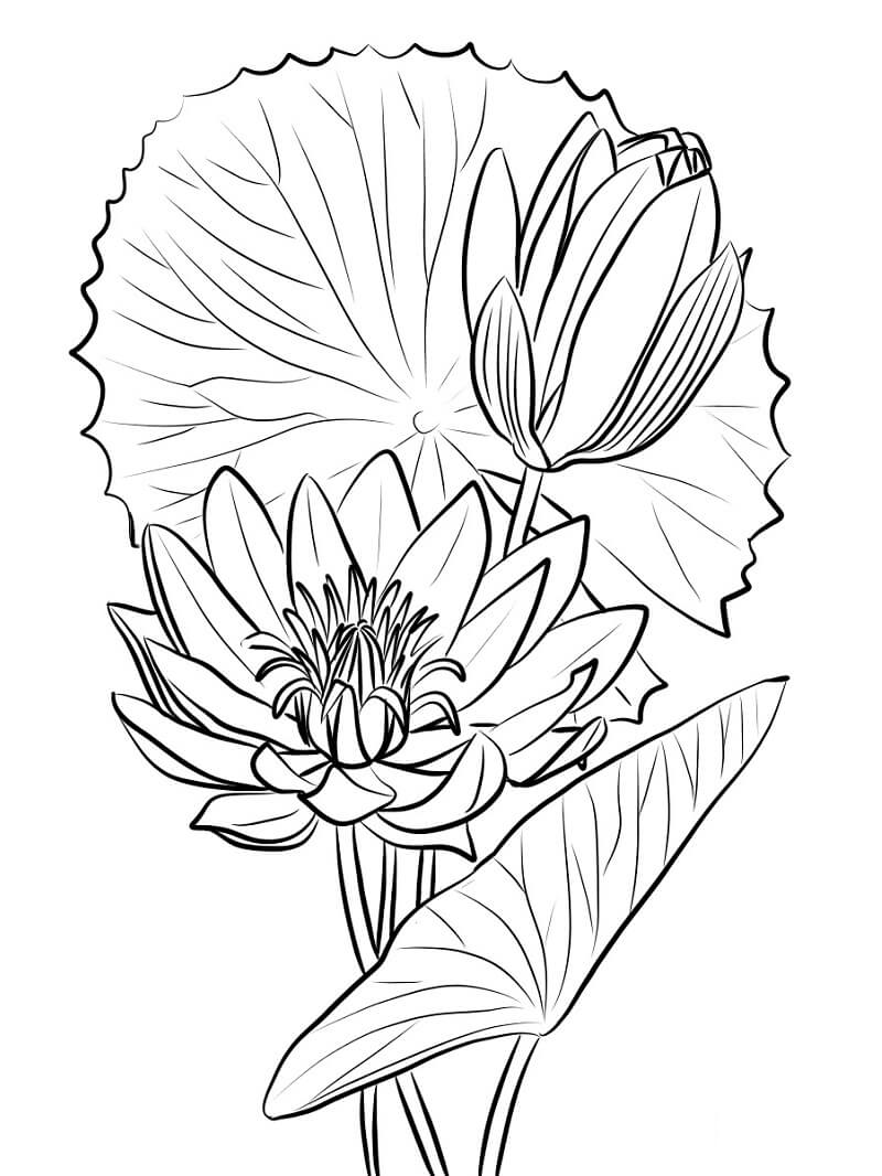 Coloriage Beau Nénuphar 2 à imprimer